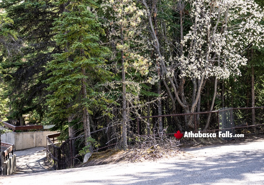 Initial Pathway Overlooking Athabasca Falls