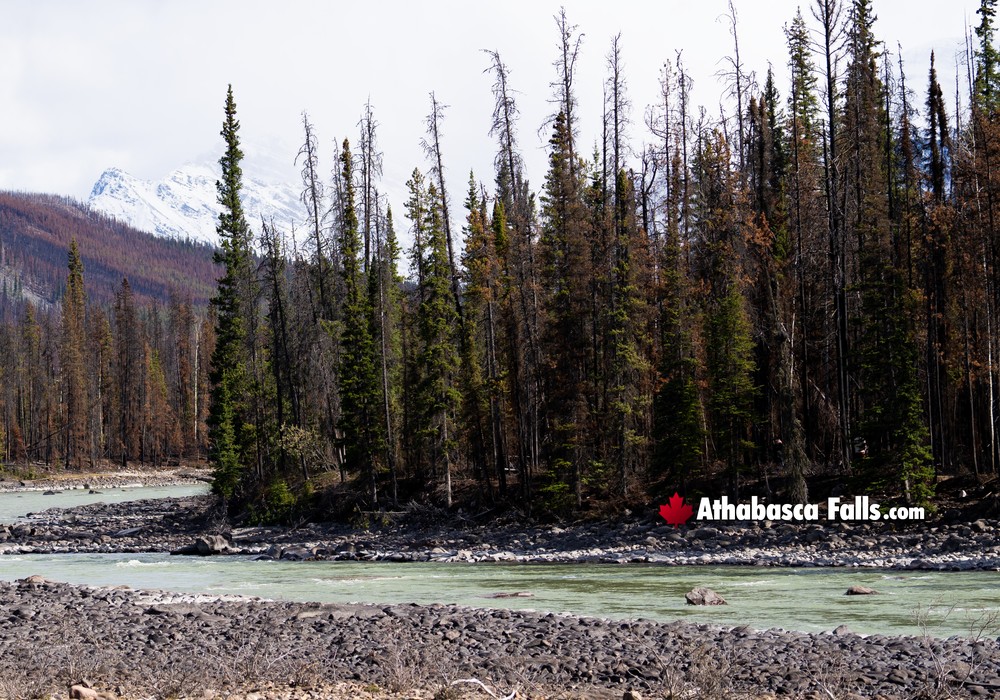 Athabasca River is the Powerful Waterway that feeds Athabasca Falls